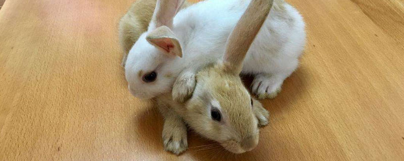 兔子长多大可以配种