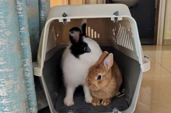 两只公兔子能一起养吗