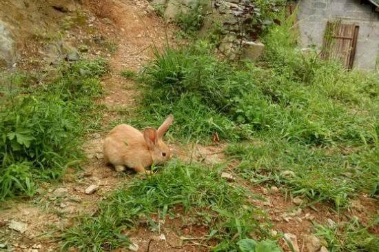 兔子放生到山上能活吗