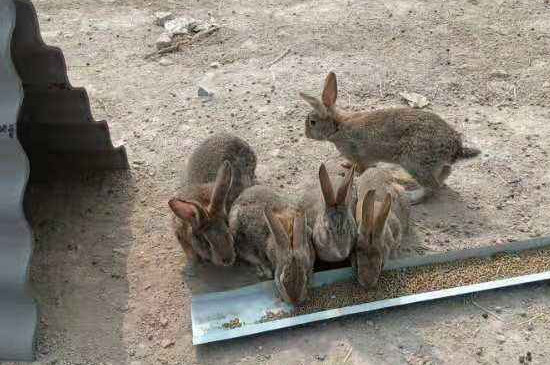 为什么家里不能养兔子