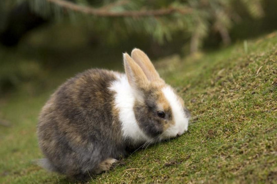 农村有哪些草兔子能吃