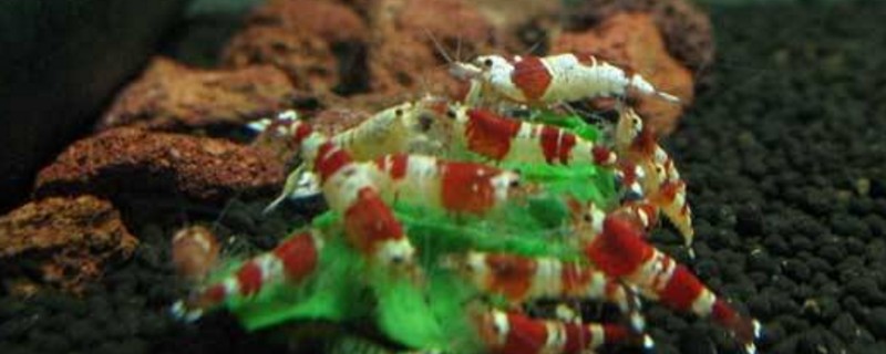 水晶虾抱卵征兆