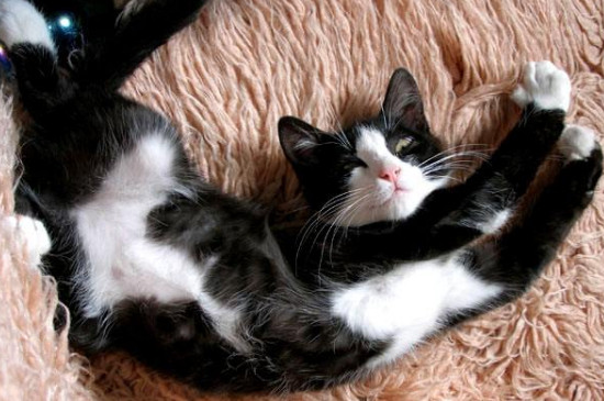 美短猫为什么坐着睡觉