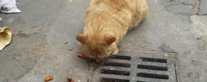 流浪橘猫为什么不怕人