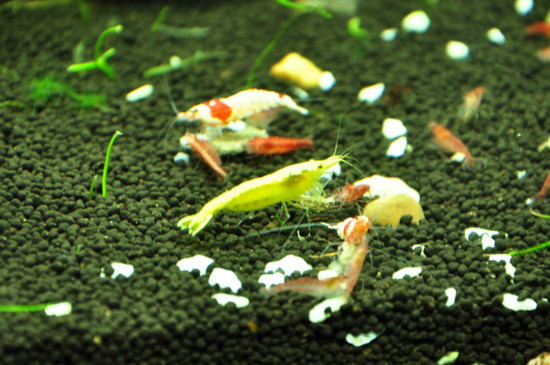 水晶虾开缸什么时候能下虾