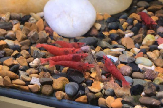 水晶虾怎么快速繁殖