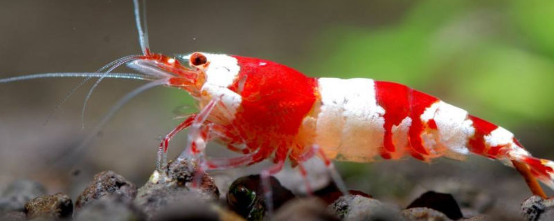 水晶虾吃蛋白虫吗