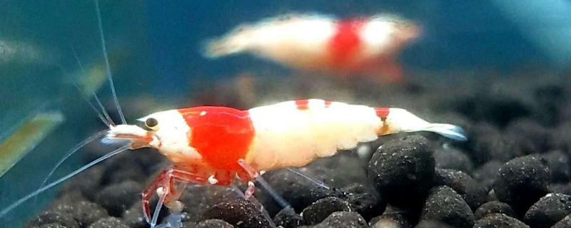 水晶虾怎么调节水质