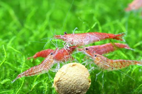 樱花虾抱卵多久生小虾