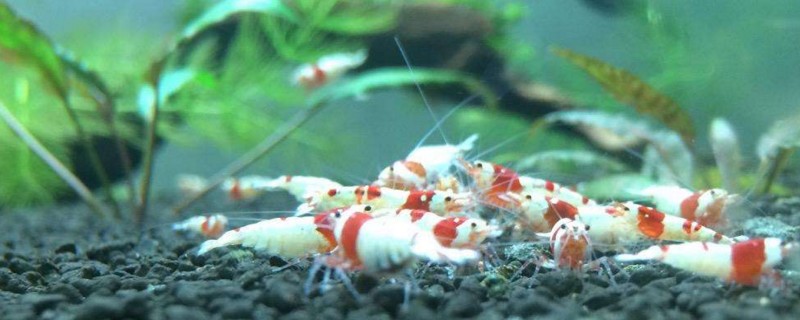 养水晶虾搭配什么生物