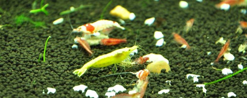 水晶虾喜欢吃什么食物