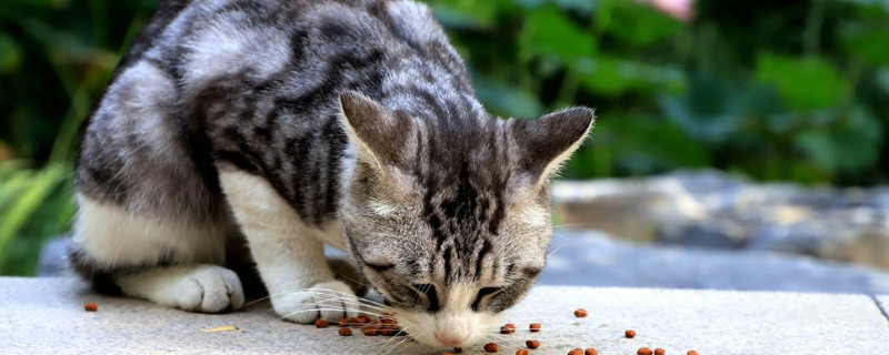 不喂猫粮的话猫吃什么
