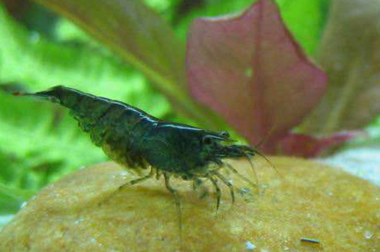 黑壳虾吃水草吗