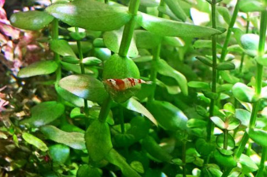 水晶虾抱蛋几天产虾