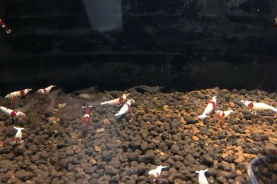 水晶虾抱蛋几天产虾