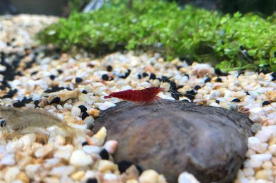 水晶虾抱卵注意什么