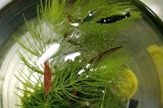 水晶虾母虾飞缸是什么原因