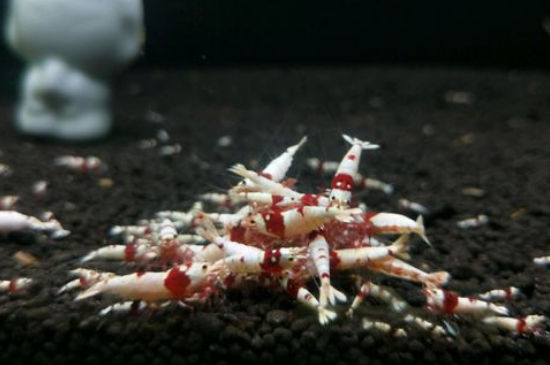 水晶虾抱卵多久生小虾