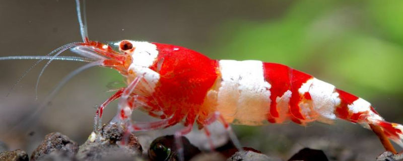水晶虾和樱花虾的区别