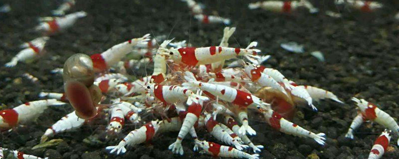 水晶虾抱卵是不是要单独饲养