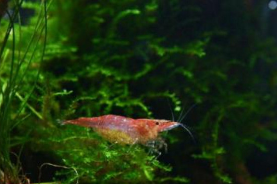 樱花虾能和什么鱼混养