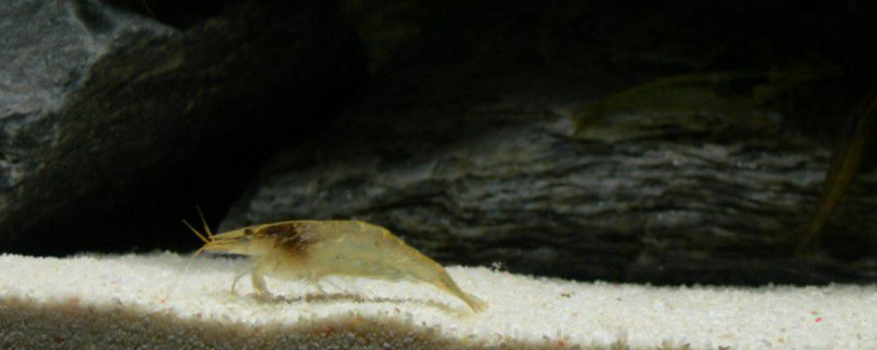 黑壳虾怎么繁殖