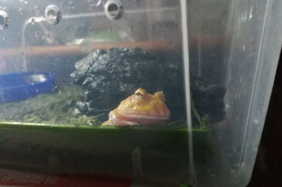养角蛙需要阳光吗