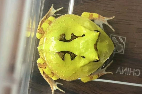 霸王角蛙为什么难养
