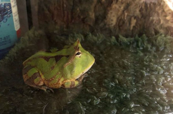 霸王角蛙为什么那么贵