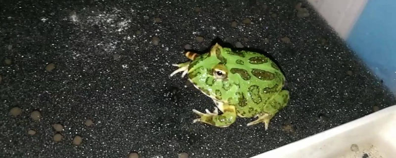 角蛙撑死的前兆