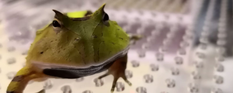 霸王角蛙为什么难养