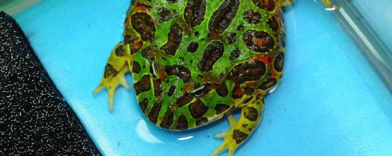 角蛙能吃面包虫吗