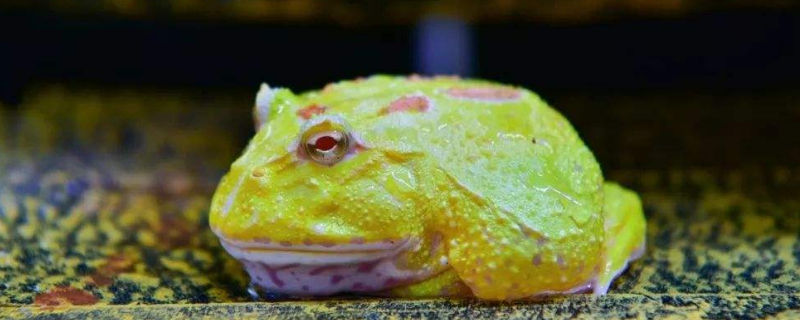 角蛙多少度能冻死