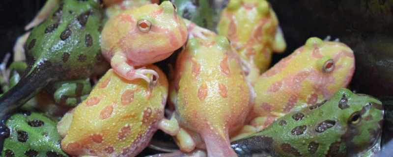 角蛙蝌蚪为什么不开食