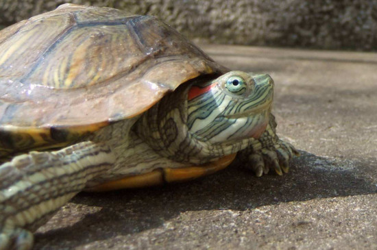 巴西龟多大算成年