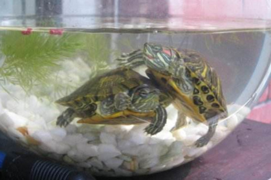 两只巴西龟能一起养吗