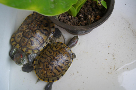 两只巴西龟能一起养吗