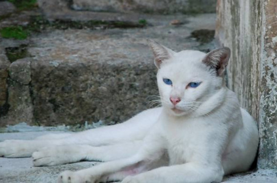 为什么不能养白猫