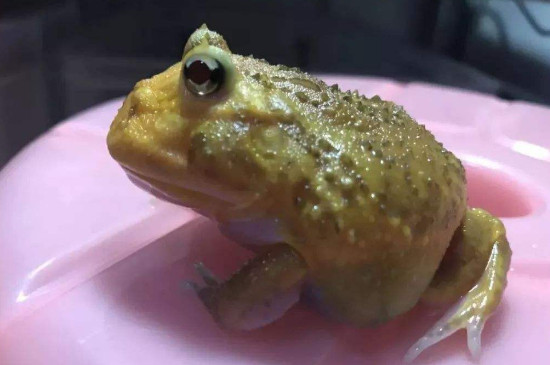 宠物青蛙不吃食怎么办