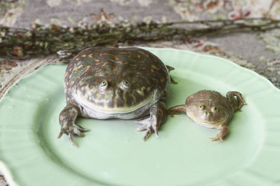 小丑蛙可以和水龟一起养吗