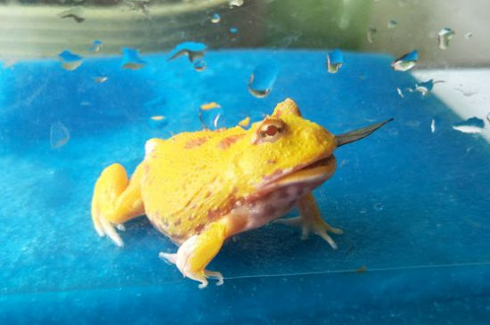 角蛙不动是怎么回事