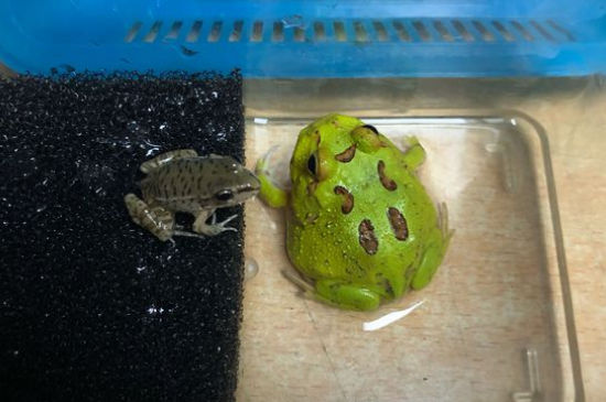角蛙蜕皮什么征兆