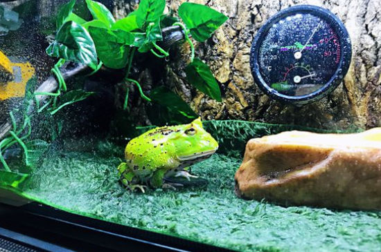 怎么判断角蛙是否水肿