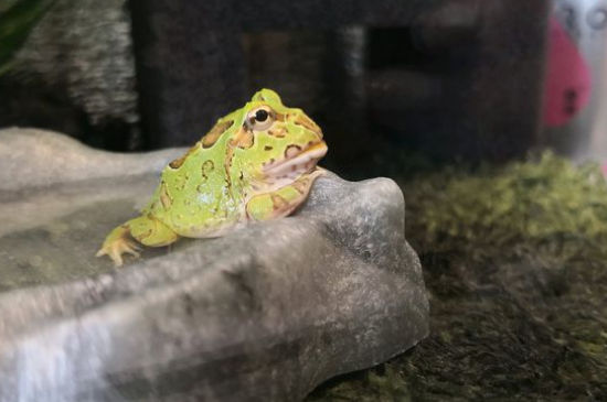 怎么判断角蛙是否水肿