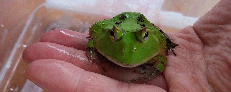角蛙可不可以几只一起养