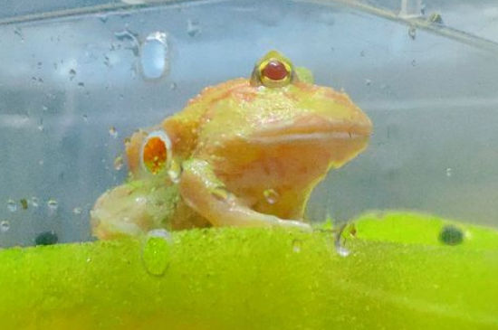 角蛙水肿怎么处理