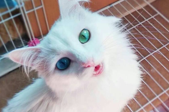 波斯猫为什么会有异瞳