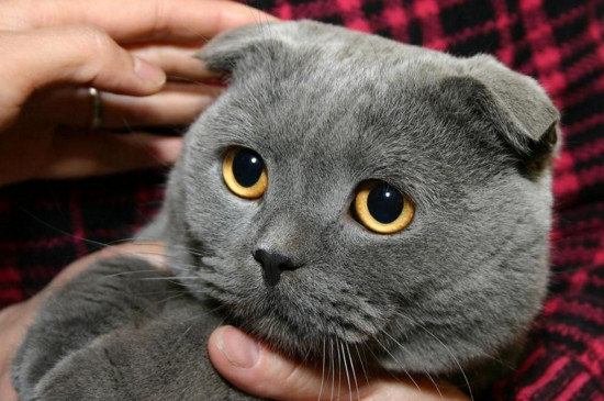 折耳蓝猫有不发病的吗