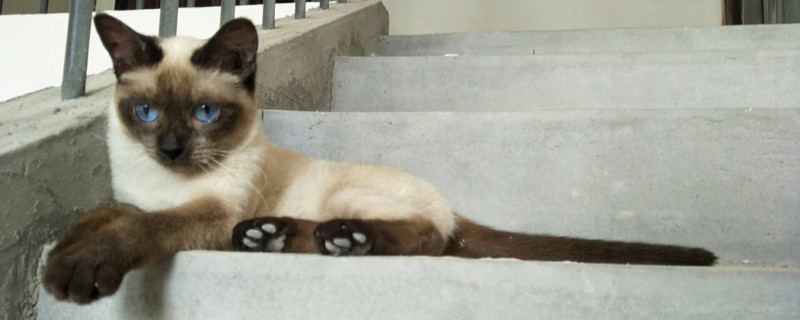 暹罗猫能从几岁开始养