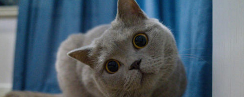 猫咪为什么皱眉头